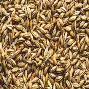 barley 6